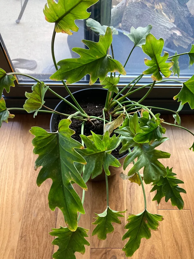 Large Philodendron Plant photo 1