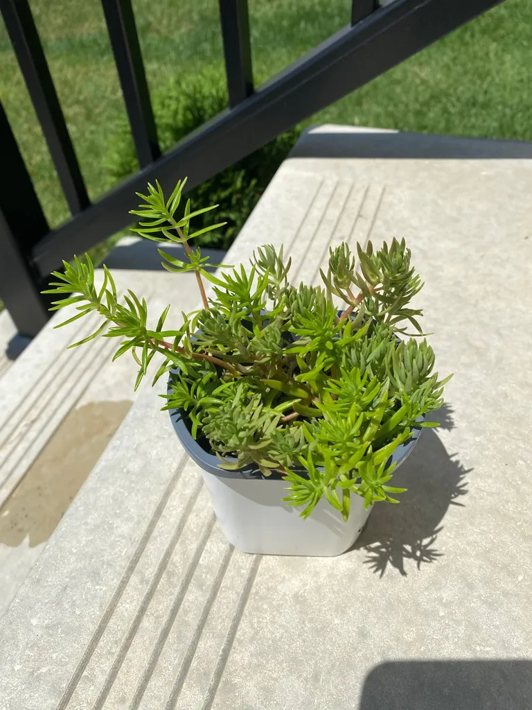 Succulent - Sedum photo 1