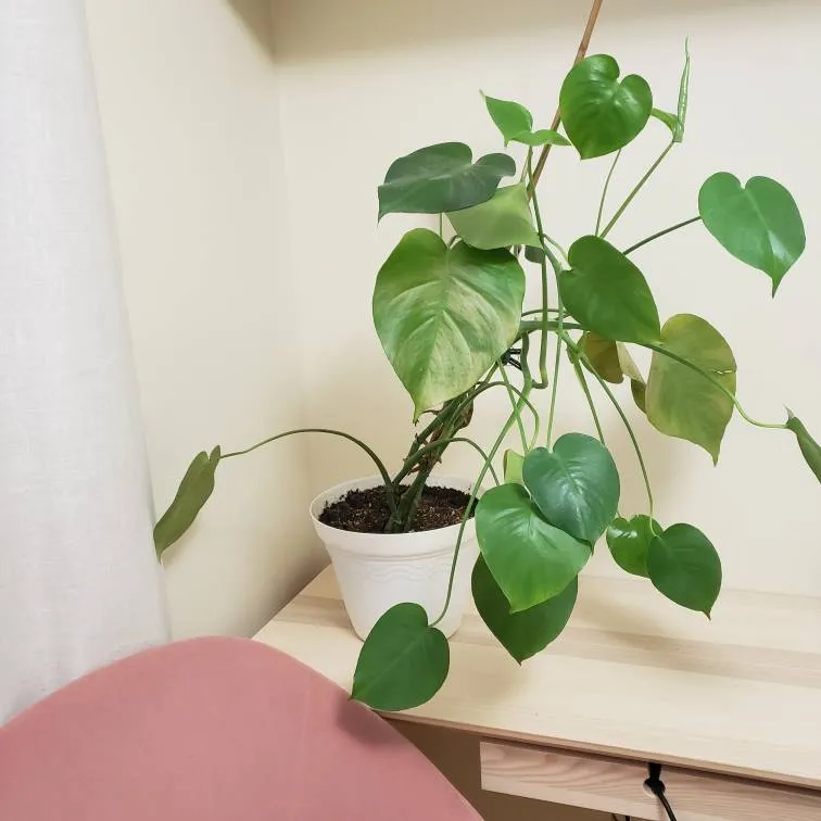 Monstera Motherload photo 1