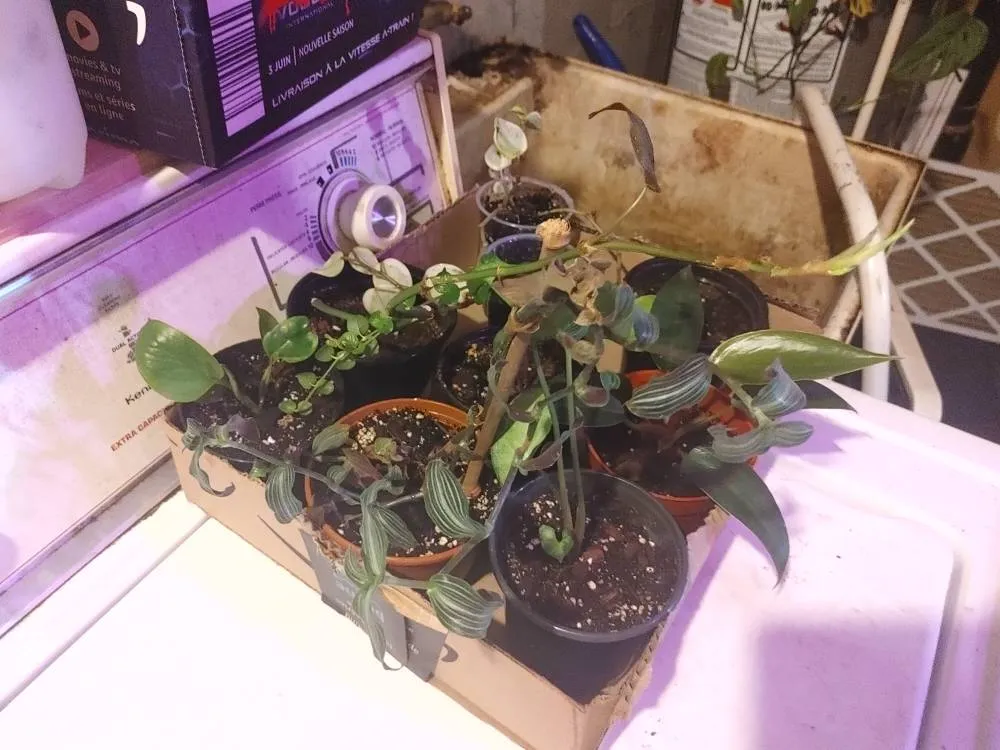 Box Of Plants photo 1