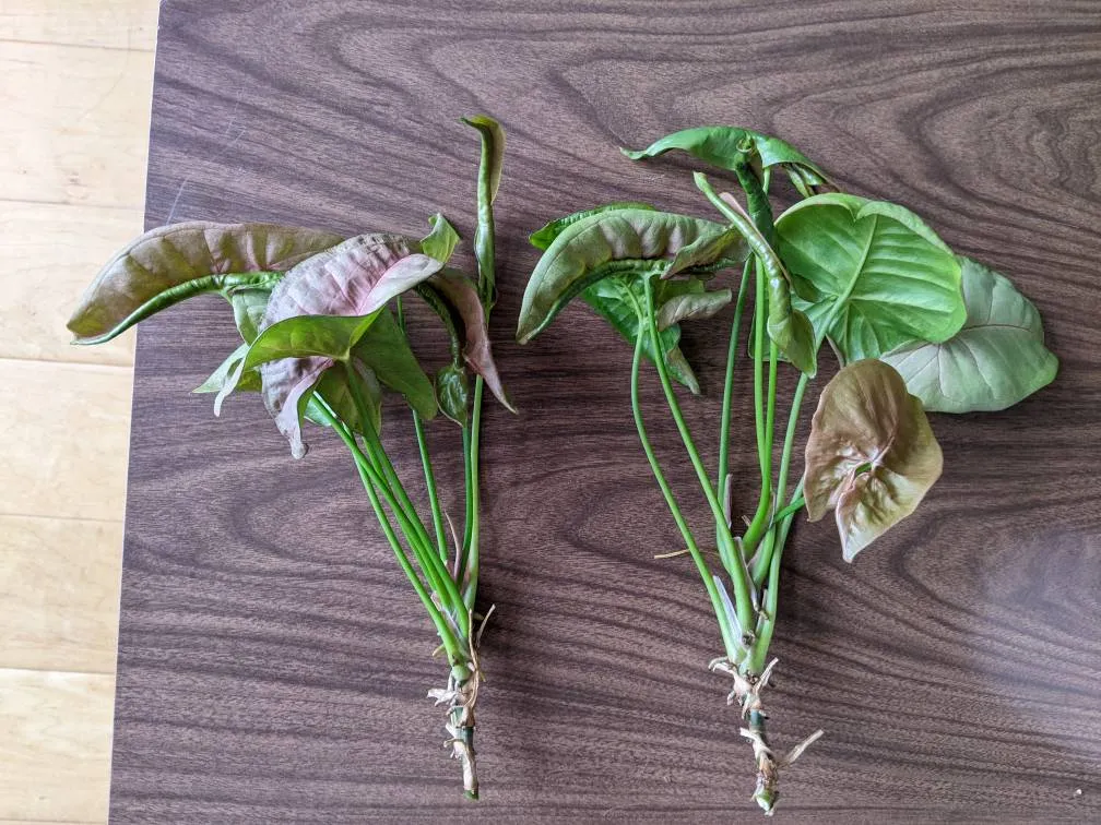 Pink Arrowhead Cuttings photo 1