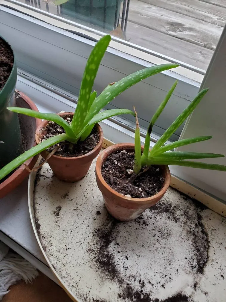 🪴Aloe Propagations photo 1