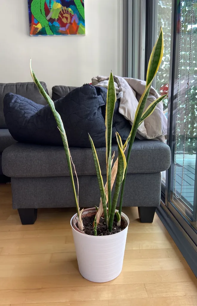 FREE- Snake Plant photo 1