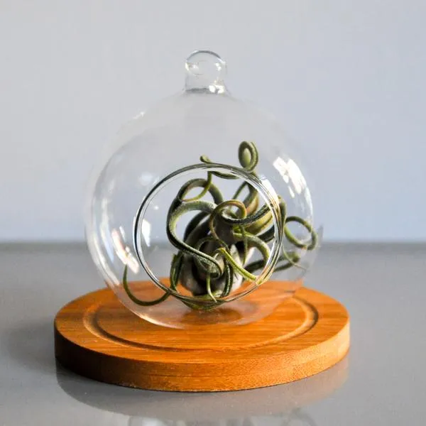 Hanging glass terrarium photo 1