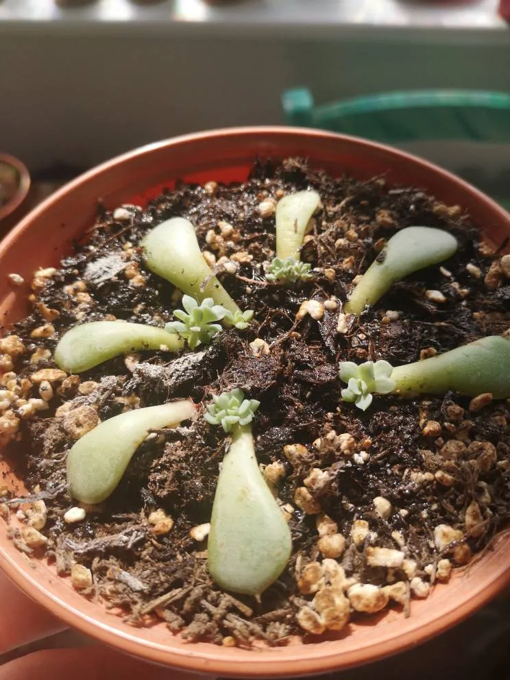 Flower Shaped Succulent Cutting (rooted) photo 1