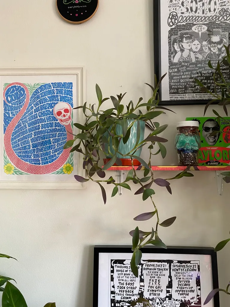 Tradescantia Purple Heart photo 1