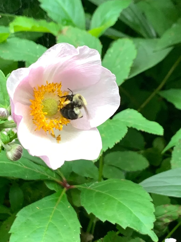 Anemones  🐝 photo 1