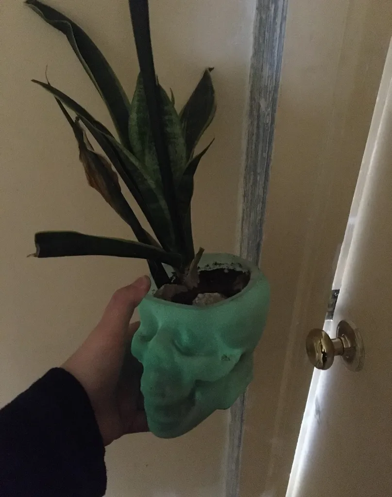 Snake Plant photo 1