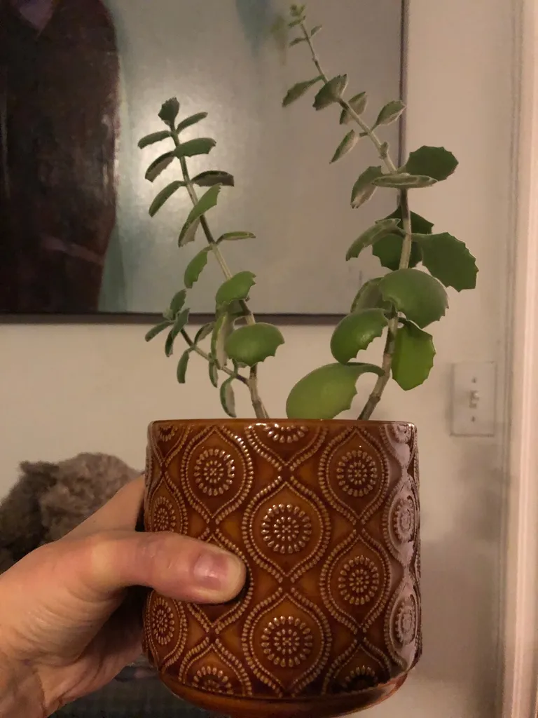 Succulent In Planter photo 1