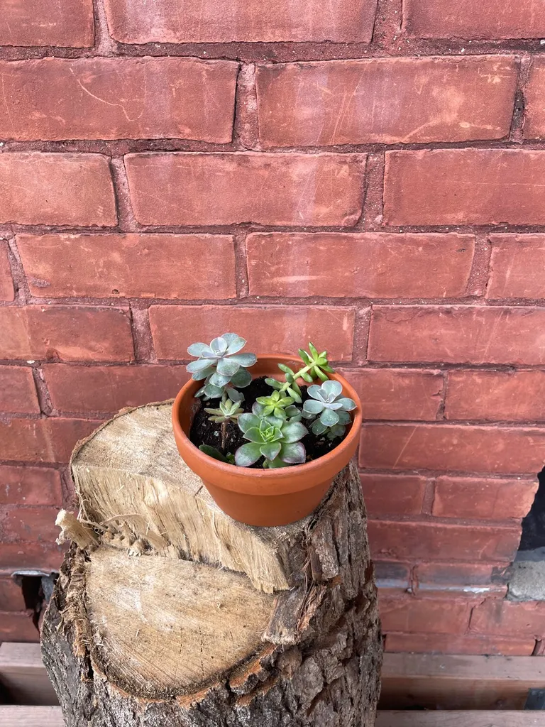 Succulent Arrangement photo 1