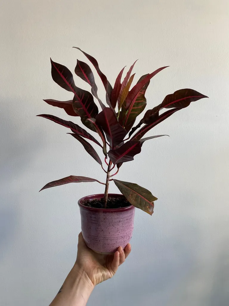 Croton & Pottery photo 1