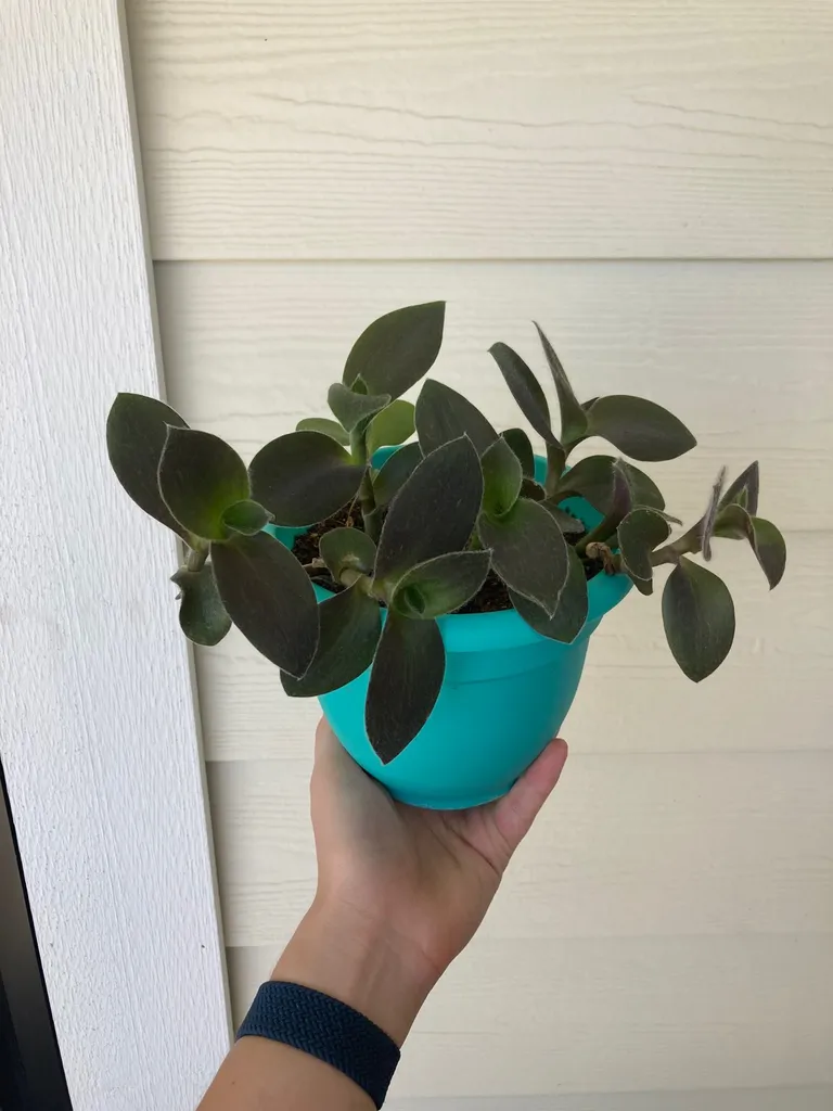 Baby Bunny Bellies Purple Inch Plant With Pot photo 1