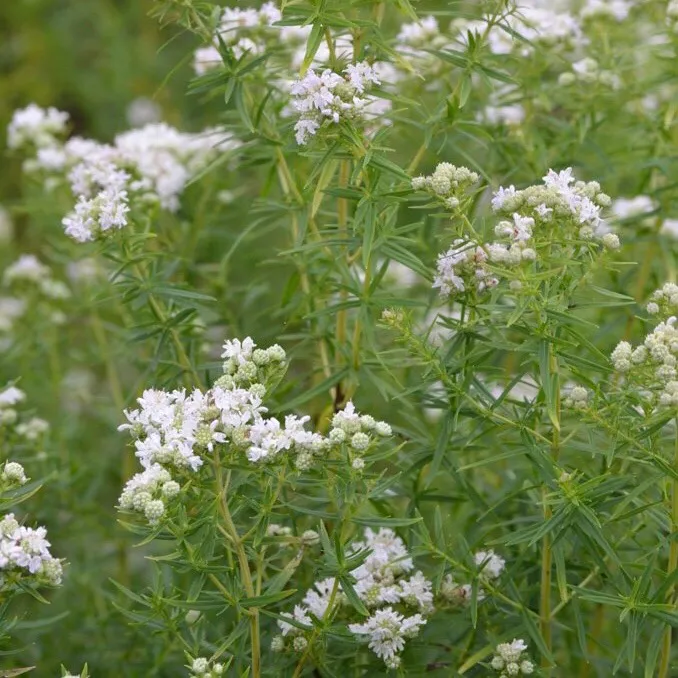 Mountain Mint Seed photo 1