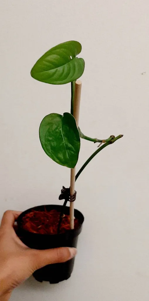 Adansonii Plant Bunz photo 1