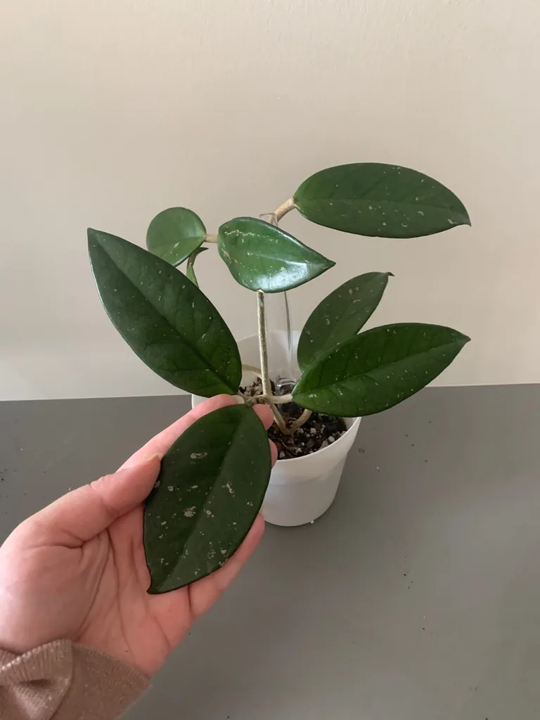 Hoya Carnosa photo 1