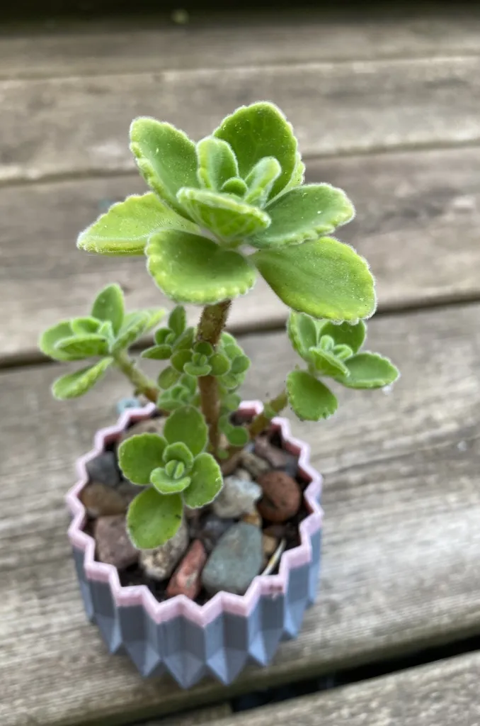 Succulents Arrangement. #4 photo 1