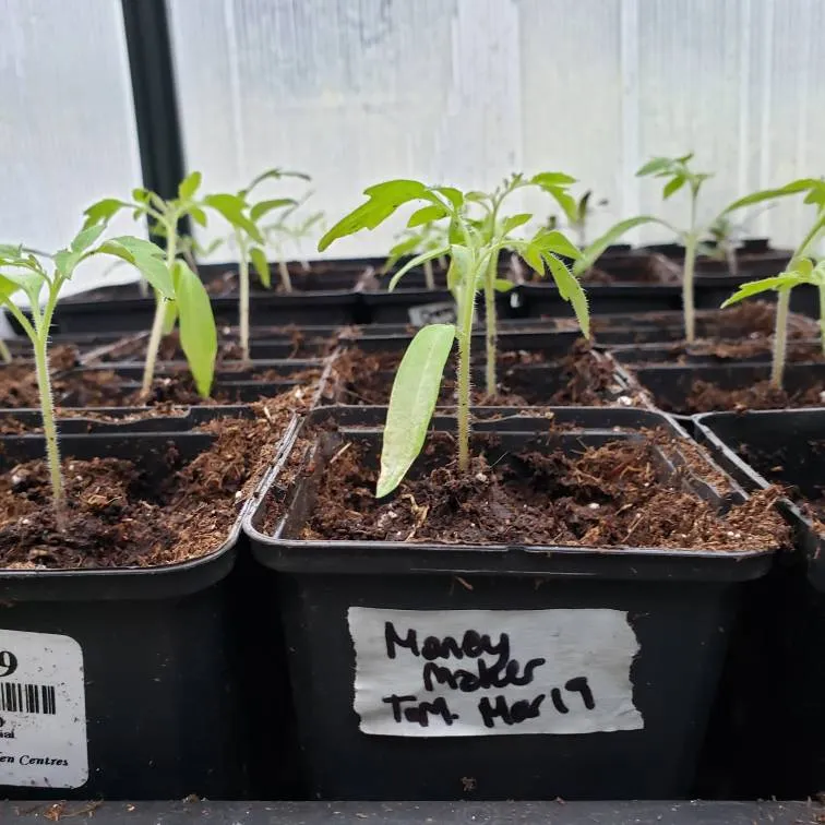 Cherry And Moneymaker Tomato Seedings photo 1