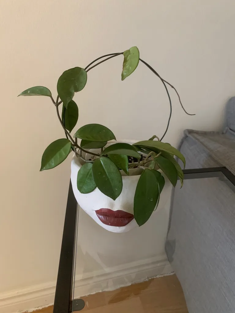 Hoya Carnosa + Planter photo 1