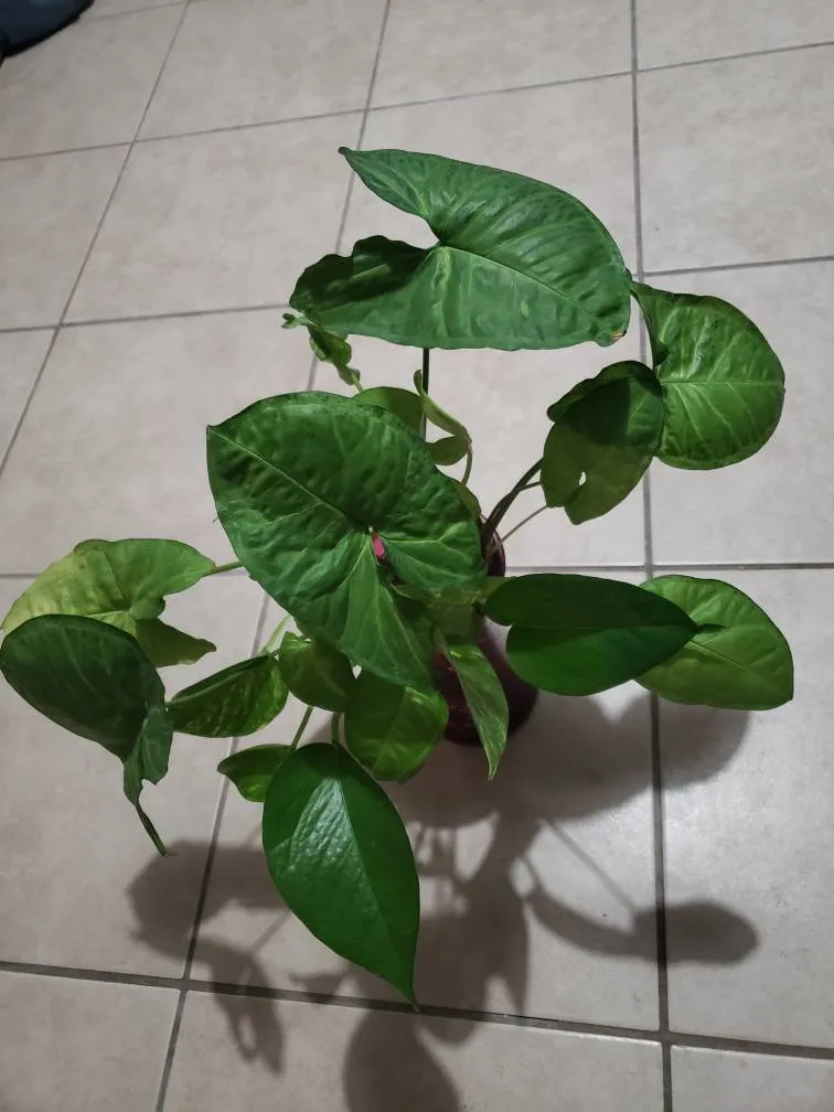 Rooted Phlio Clipping photo 1