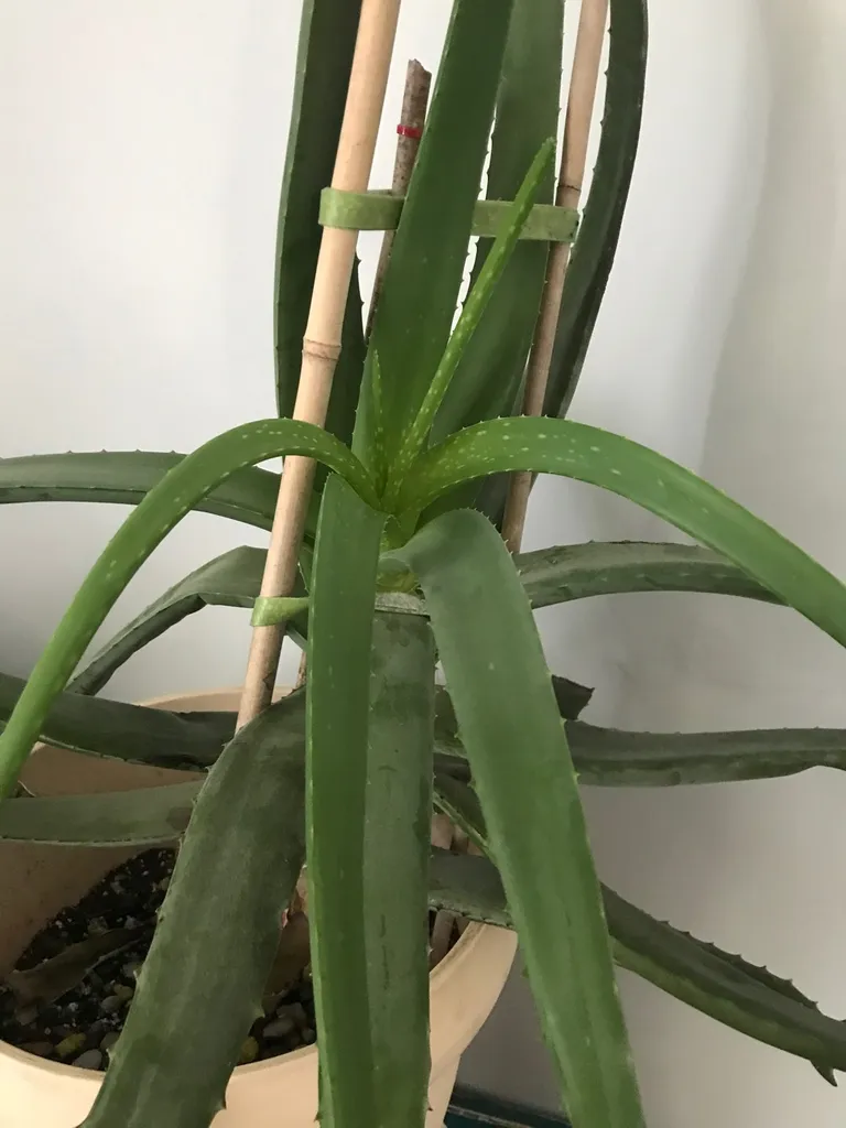 FREE Aloe, Plant Moms Please Help! photo 1