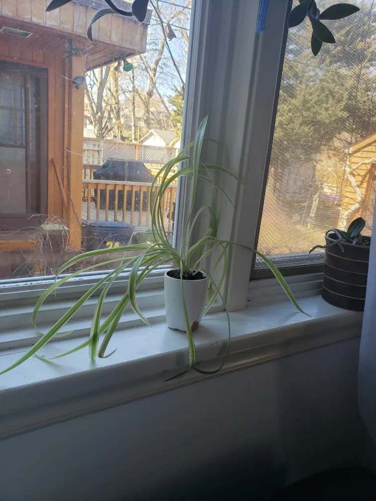 Plant Purge! Variegated Spider Plant! photo 1