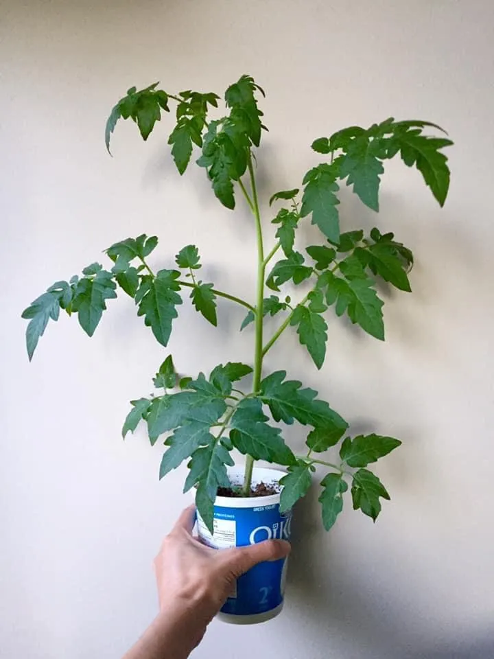 Organic Heritage Tomato Plants photo 1
