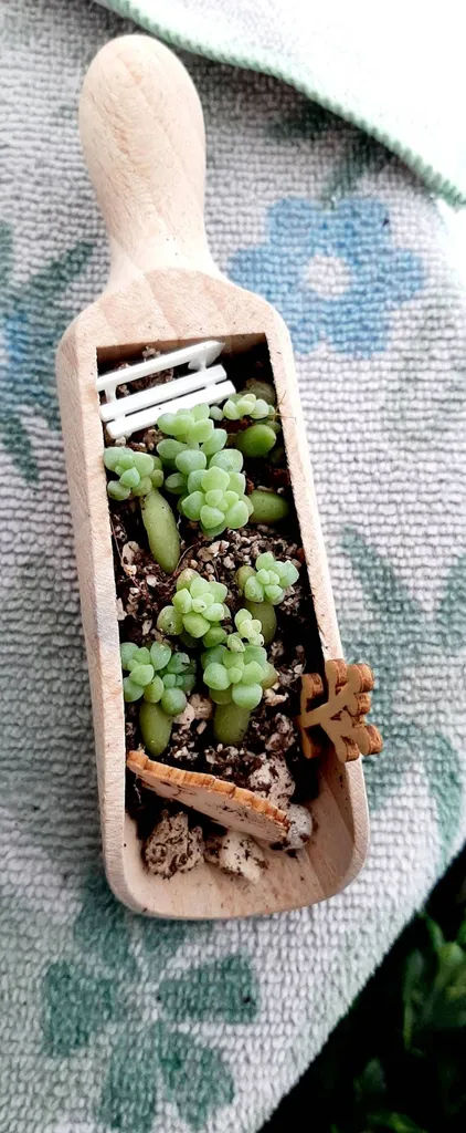 Succulents Arrangement photo 1