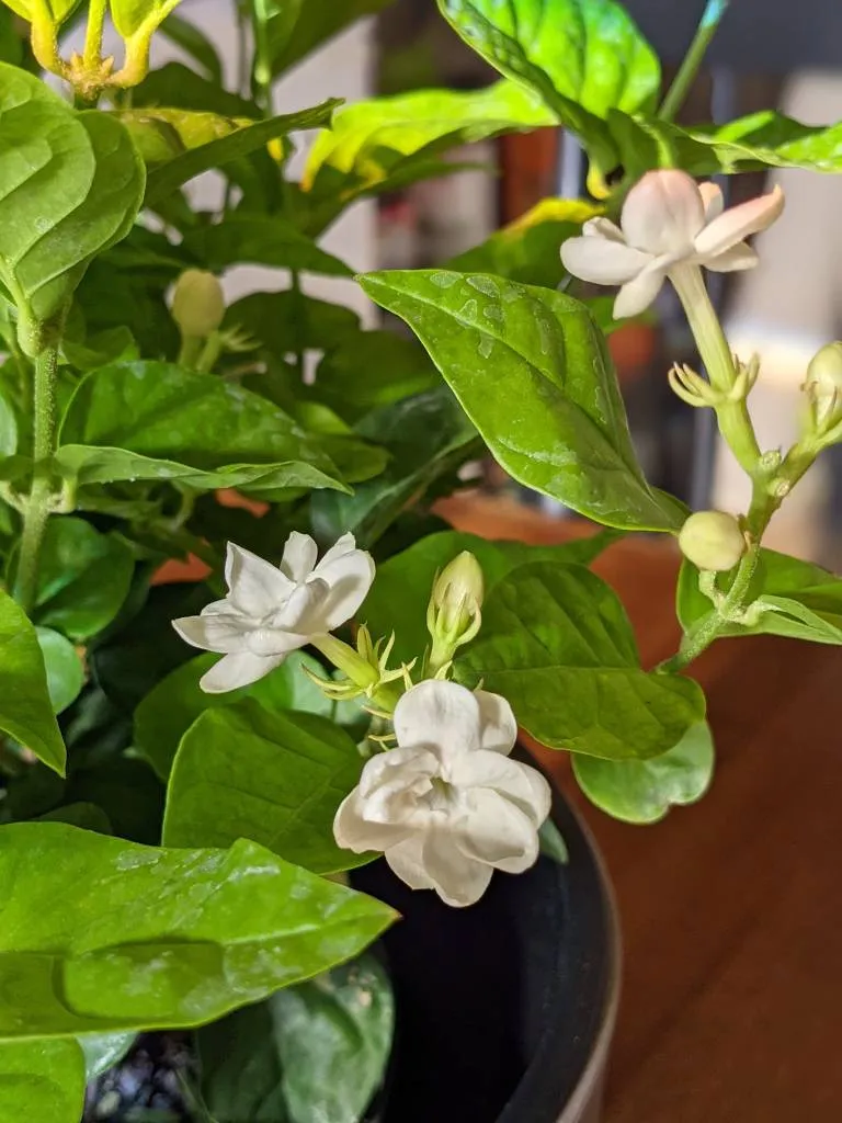 Arabian Tea Jasmine Cuttings 🌱 (4) photo 1
