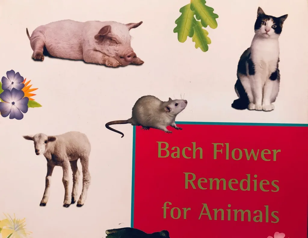 Bach Flower Consultations For Your Pet photo 1