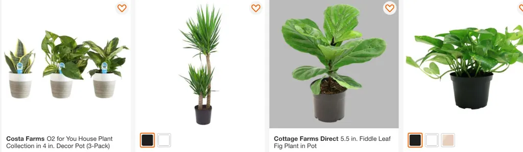 ISO house plants photo 1