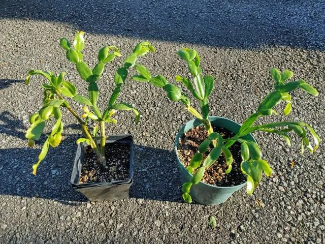 Christmas Cactus photo 1