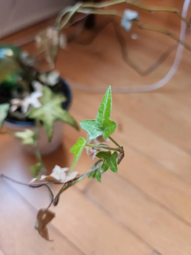 Unhappy Ivy Plant photo 1