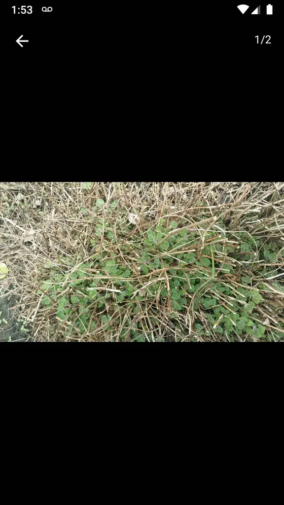 Oregano Plant photo 1