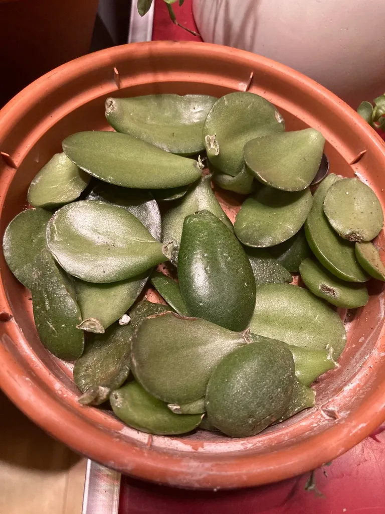 Grow Your Plant Bebes🌱 photo 1