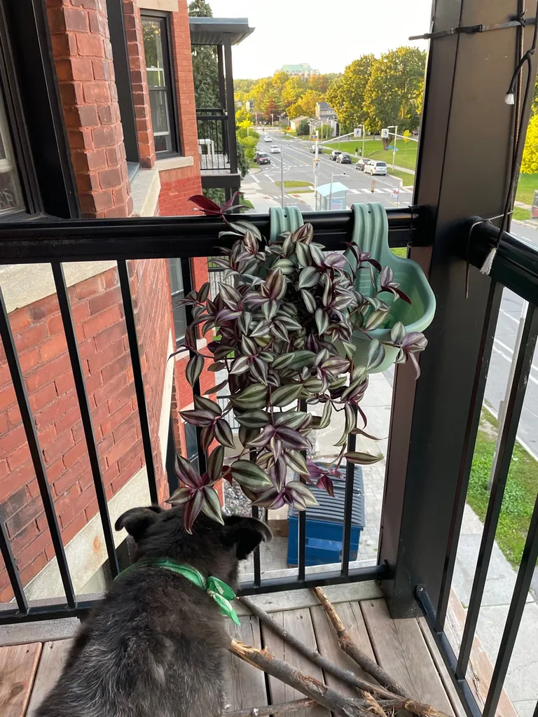 Tradescantia Zebrina photo 1