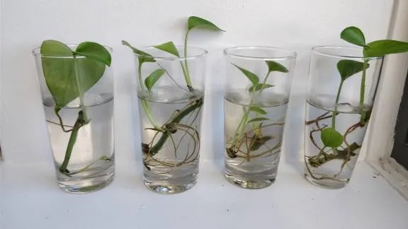 Pothos Plants photo 1