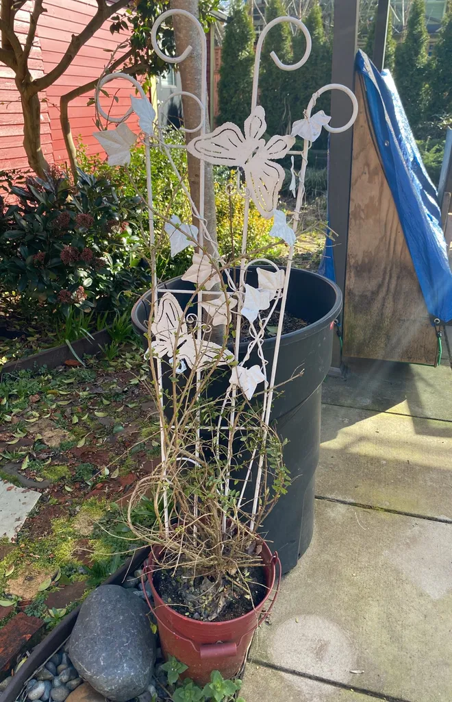 Outdoor Plant And Pot photo 1