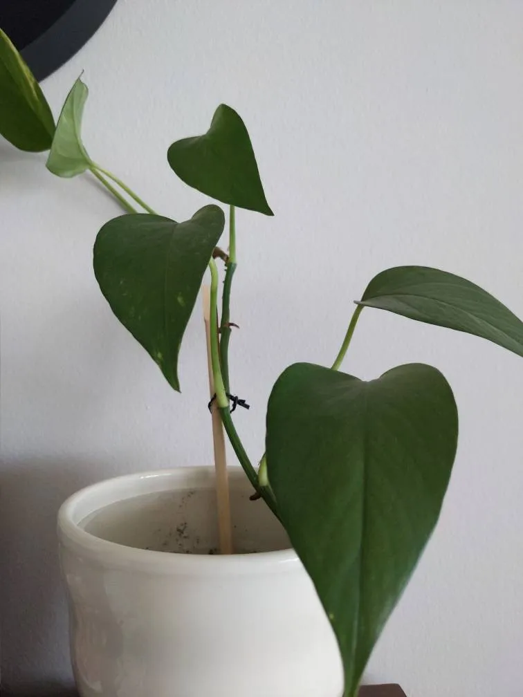 🆓Pothos Clipping photo 1