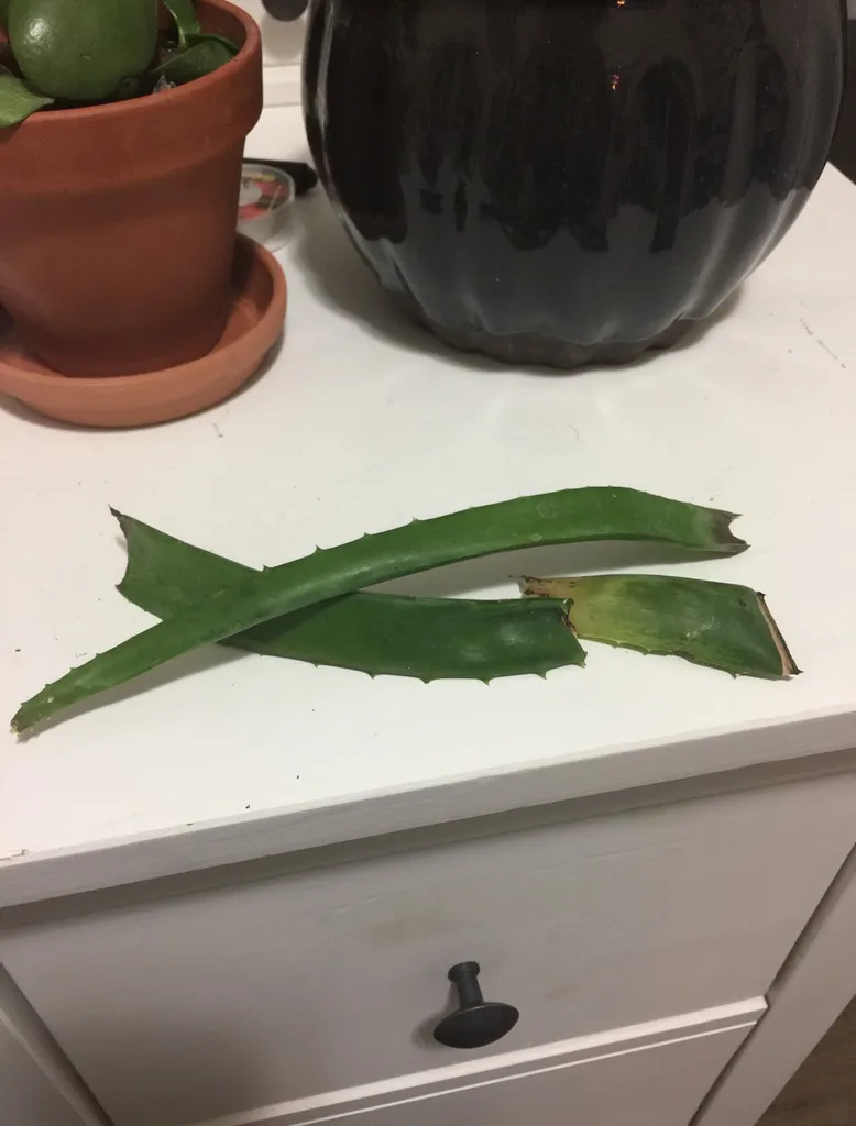 Aloe Vera photo 1