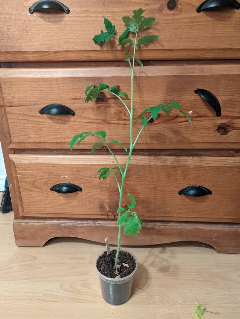 Heirloom Tomato Plants photo 1