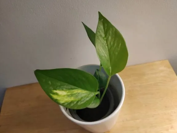 Golden Pothos photo 1