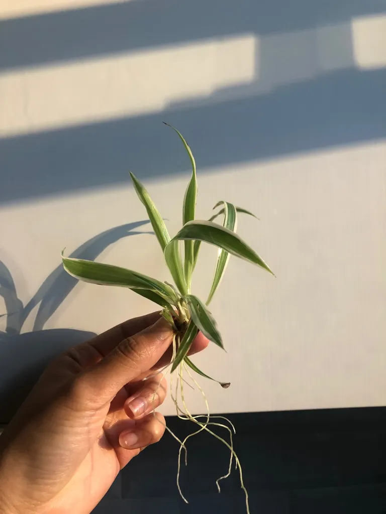 Baby Spider Plants photo 1