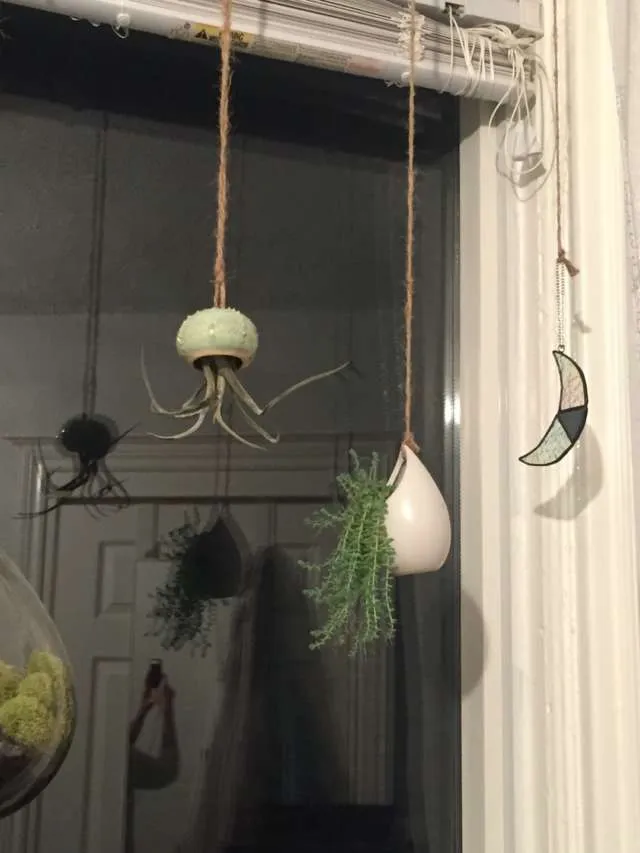 Hanging White Plant Pods photo 1