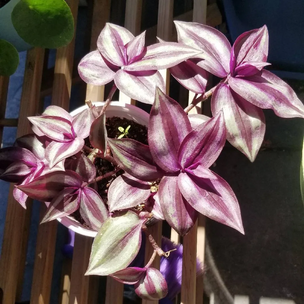 Baby Tradescantia Zebrina/spigwort/wandering Jew Etc photo 1