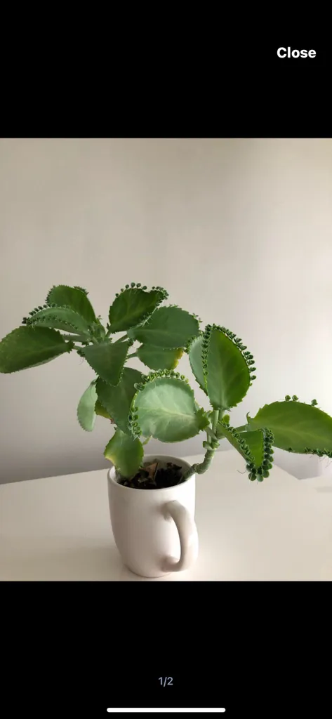 Free Mother Thousands Babies photo 1