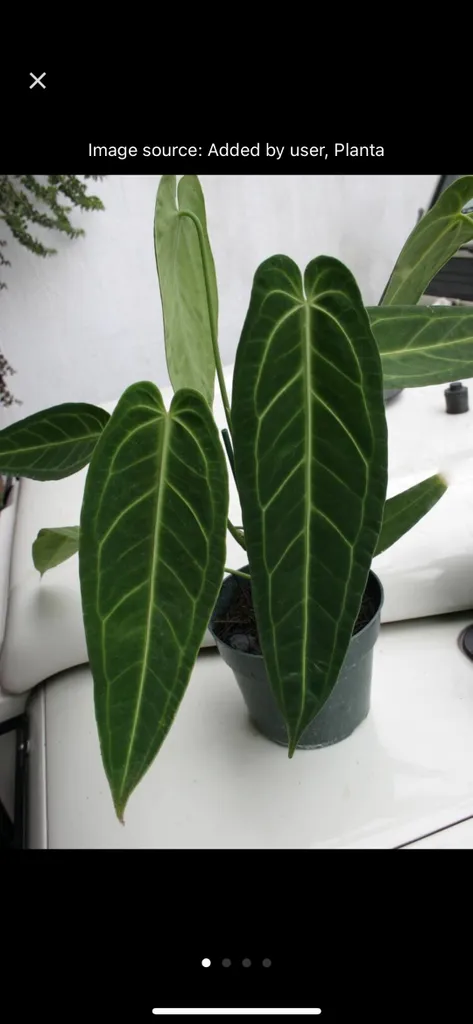 Seeking House Plants photo 1