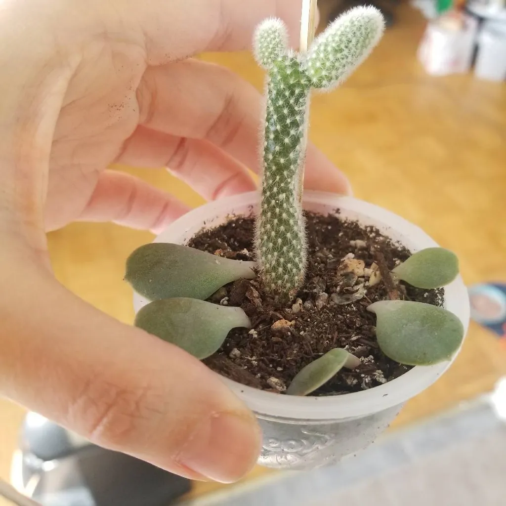 Bunny Cactus Baby photo 1