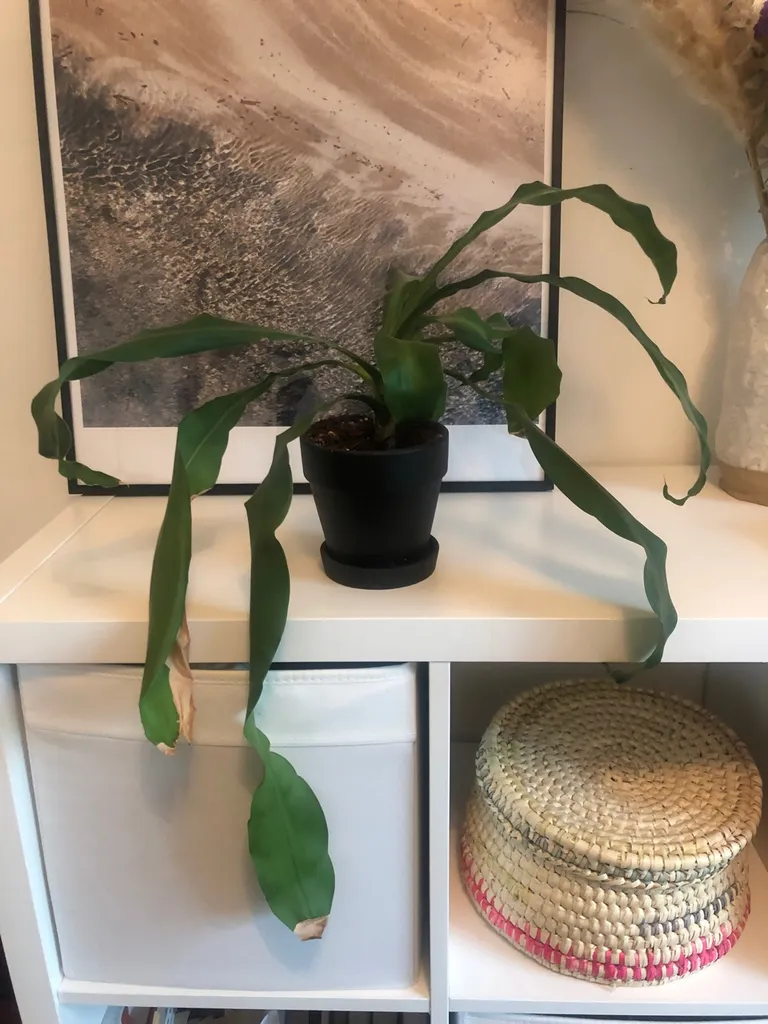 Corn Palm Top photo 1