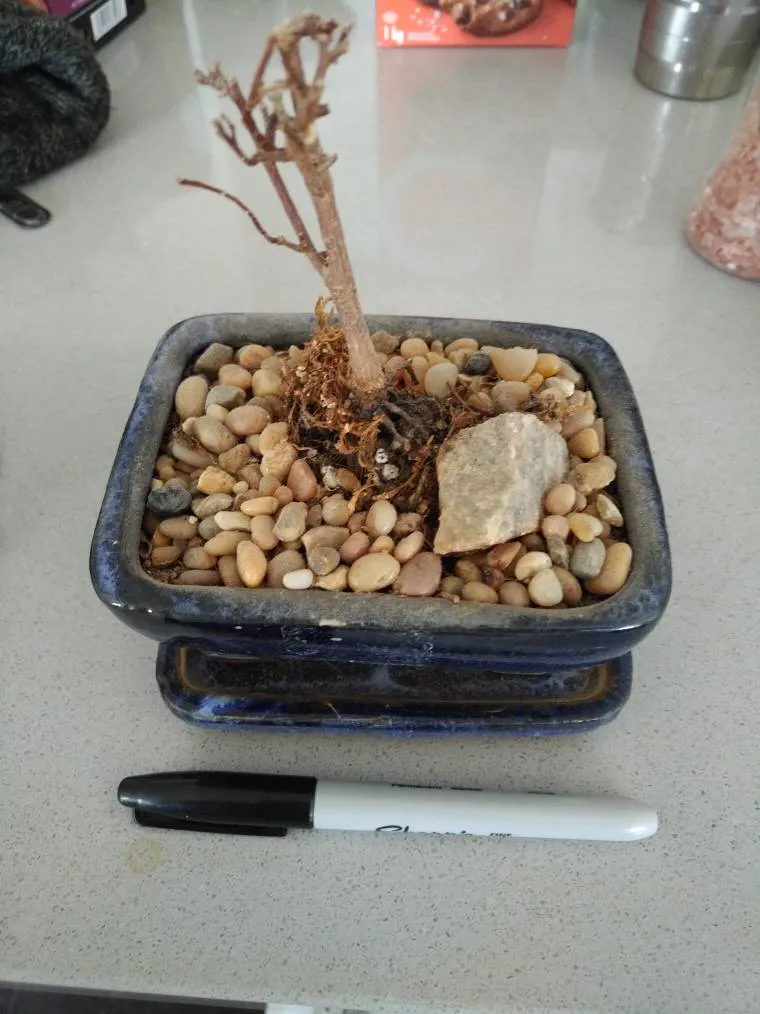 Ceramic Bonsai Rock Garden photo 1