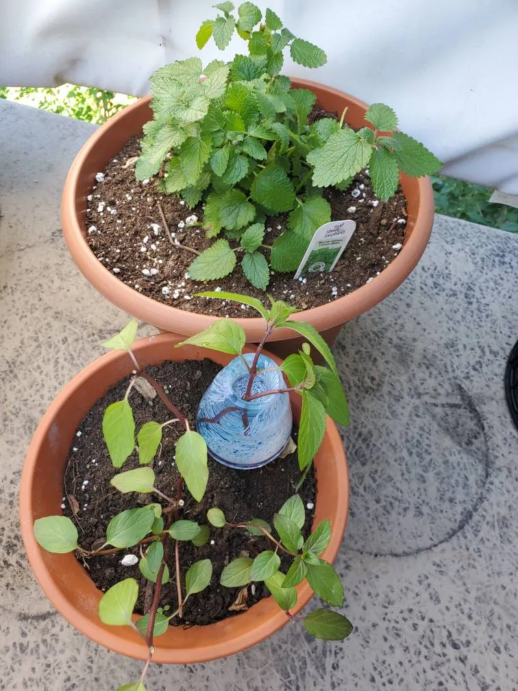 🌱Mint & Lemon Balm🌱 photo 1